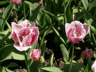 Tulipes frangées - Tulipa Fringed family - Tulipe Fringed family - Tulipe frangée