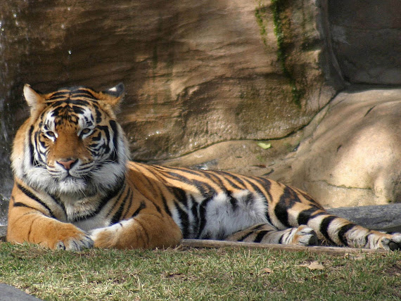 ivanildosantos gambar  harimau sumatera