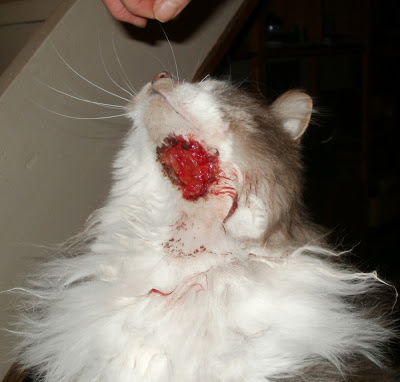 The Animal Cabin: My Cat with an Open Wound on His Neck