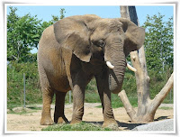 Elephant Animal Pictures