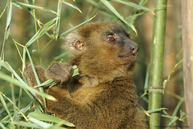 Greater Bamboo Lemur image,rare animals