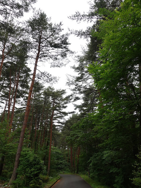 鳥取県西伯郡伯耆町丸山　ロイヤルシティ大山　赤松の道