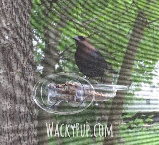 $1 Bird Feeder - Clever Ideas Great Tutorials - WackyPup