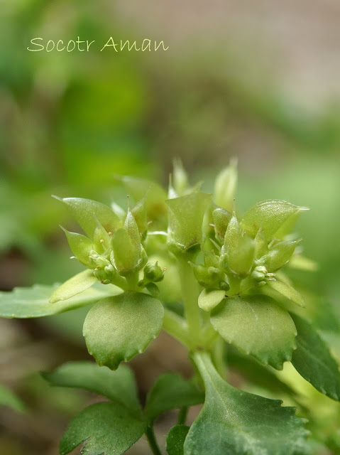 Chrysosplenium macrostemon