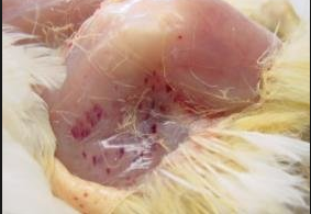 https://www.mshindoveterinarycentre.com/