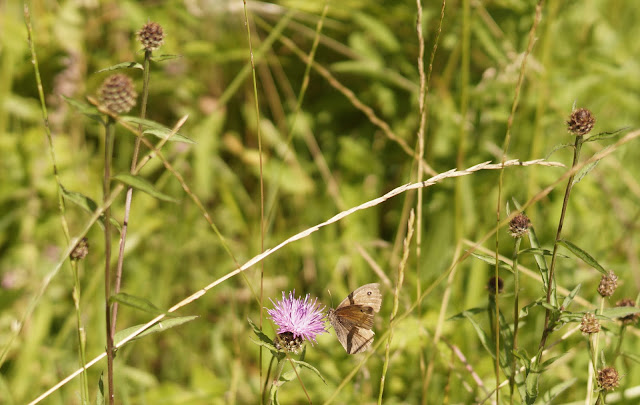 Norfolk countryside in July