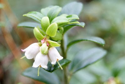 Rode Bosbes - Reade Blebberbei - Vaccinium vitis-idaea