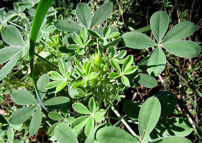 Annieinaustin,November bluebonnet buds