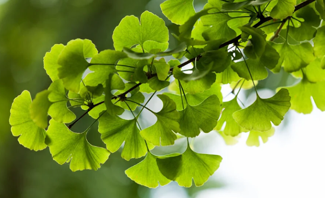 ginkgo biloba para que sirve