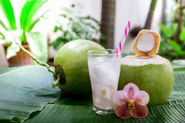 Dari Mana Asal Air Kelapa? Belajar Sampai Mati, belajarsampaimati.com, hoeda manis