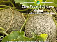 Cara Jitu Budidaya Buah Melon