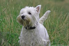 cão comendo grama