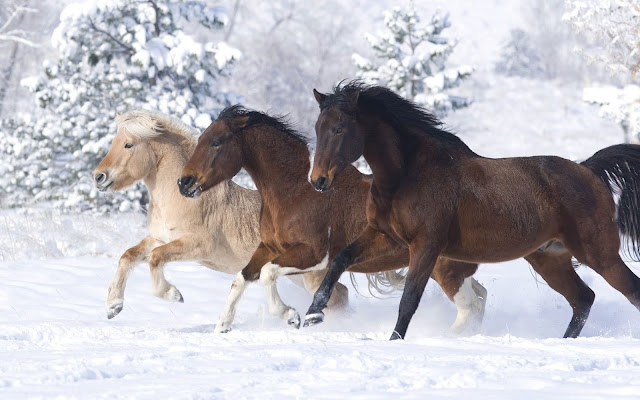 Three Loving Horse Running Wallpaper