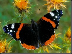 red-admiral