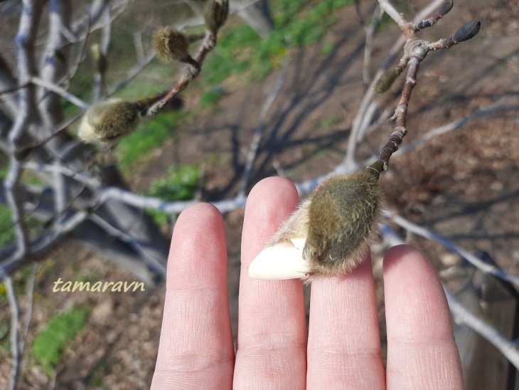 Магнолия Лёбнера (Magnolia × loebneri)