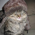 Funny cat with a hat