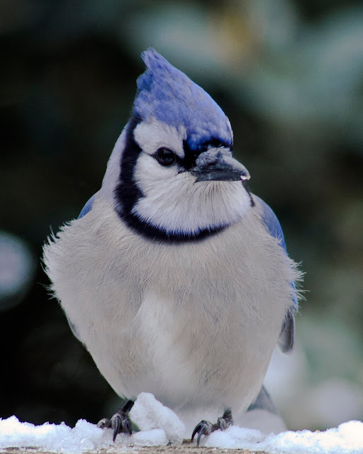 Bluey jay wallpaper,blue jay images,blue jay photo,blue jay images,beautiful blue jay,cute blue jay,the blue jays,blue jay birds,  the toronto blue jays,toronto blue jays,blue jays,blue jay bird,flying blue jay,