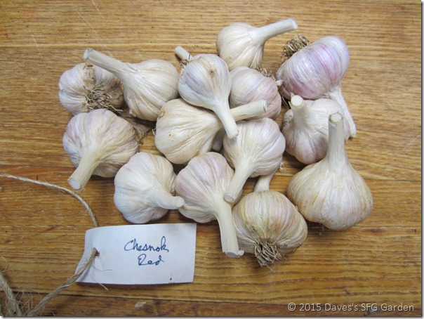 Chesnok_Red_garlic