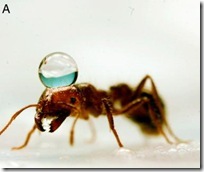 ant-fire3
