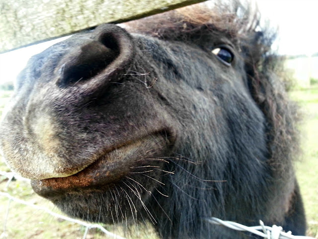 Close Up Shetland Pony Smiling