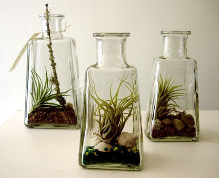 Air Plants