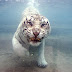 Cool Animal Images / Physical Healing Cats Laila Del Monte