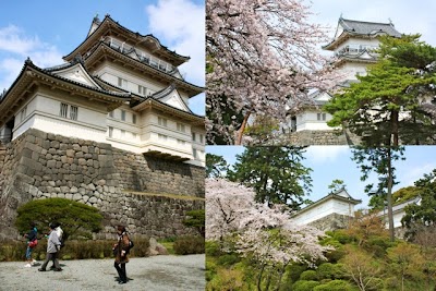 桜　小田原城