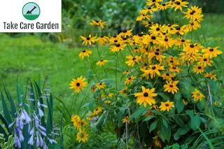 Rudbeckia hirta