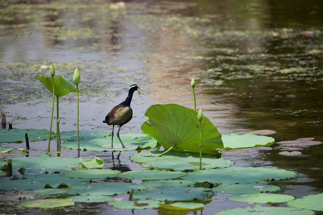 Bronze-winged Jacana (कटोई, पीपी) - Metopidius indicus