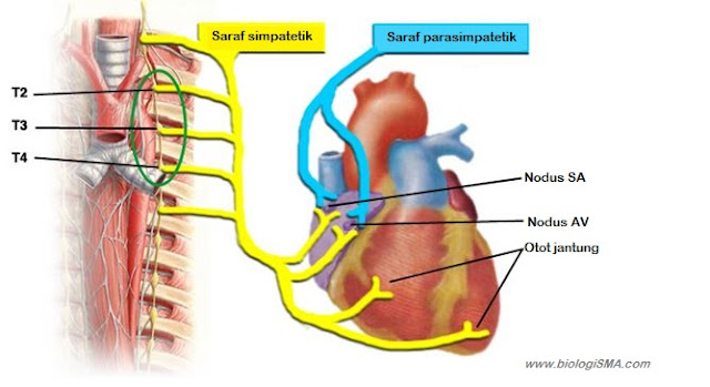 saraf jantung