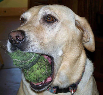 Dog and Ball