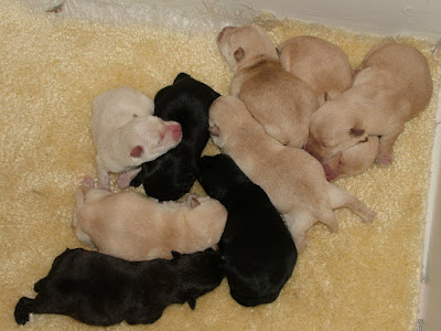  Scottish Terrier Nonomom births nine puppies