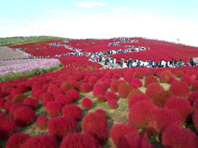 Red Kochia at Hitachi Seaside Park