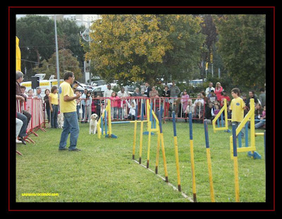 golden retriever no agility