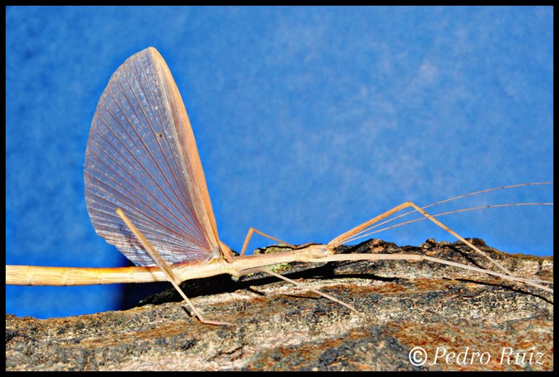 Detalle de las alas de una hembra adulta de Sipyloidea sipylus