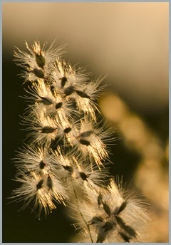 close up leaves