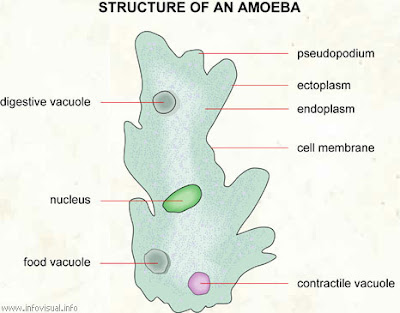 Contoh Gambar Amuba dan artikel tentang amoeba 