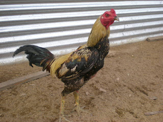  Ayam  Pama Kacukan Ogos 2010