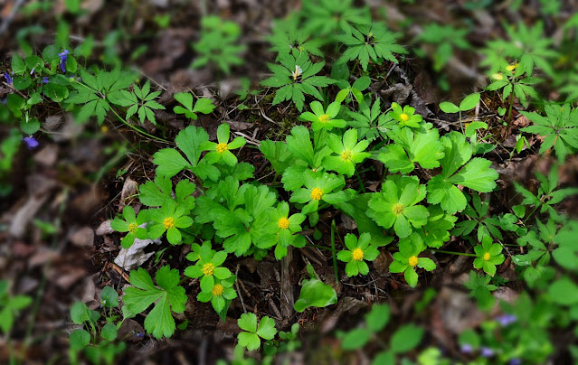 hacquetia, anemone, viola, summer solstice, cohanmagazine.blogspot.com