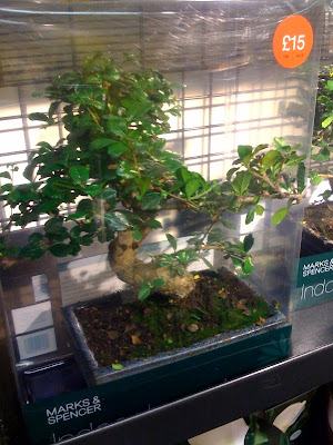 cheap+bonsai