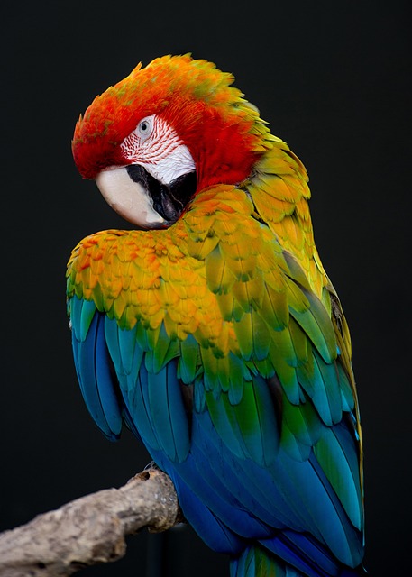 Punjabi Parrot