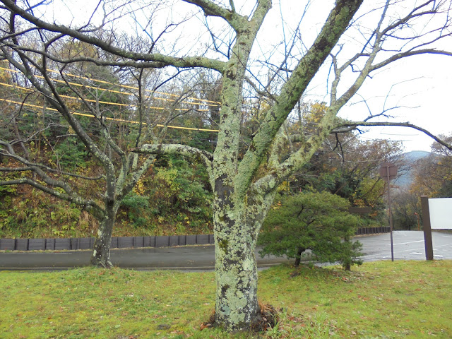 春には満開の桜を咲かせる桜の木