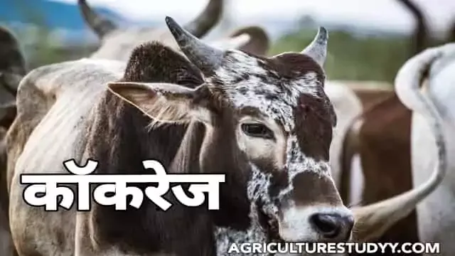 कॉकरेज नस्ल की गाय के बारे में पूरी जानकारी