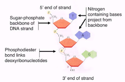 5' end and 3' end of nucleotide chain
