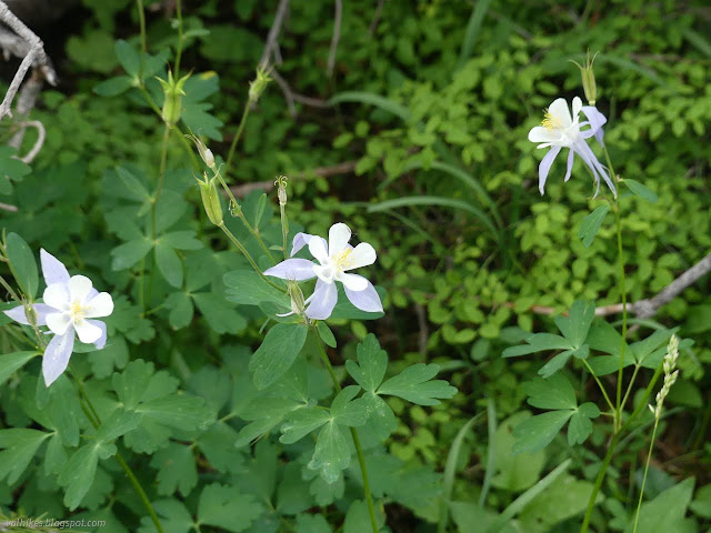 35: showy flowers