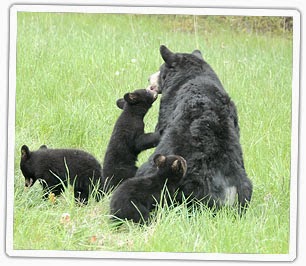 http://www.dgif.virginia.gov/wildlife/bear/black-bear-facts/