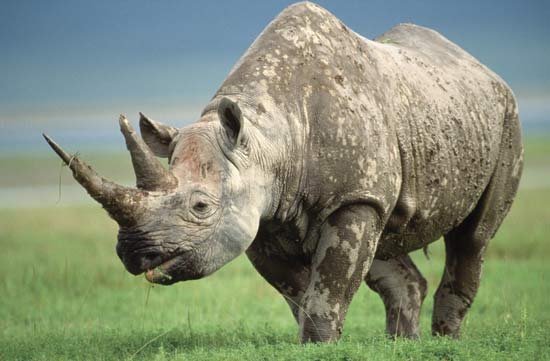 Western Black Rhino