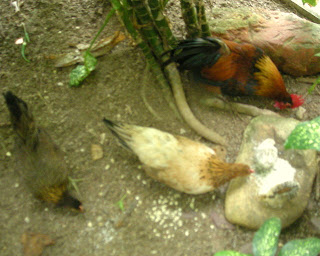 Bantam chickens, La Ceiba, Honduras