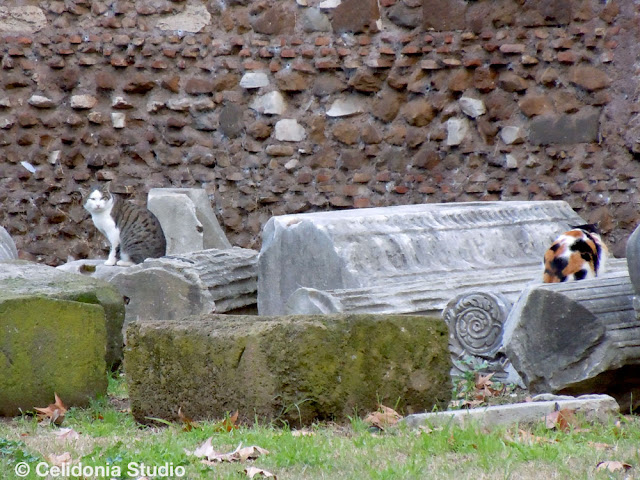 cat near Porta Magica 