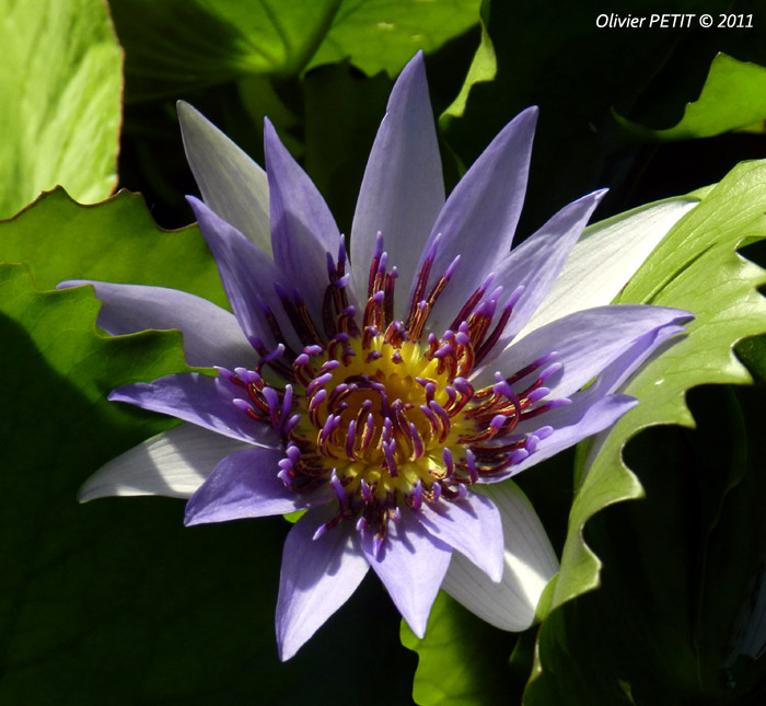 VILLERS-LES-NANCY (54) - Les serres du jardin botanique du Montet-Fleur de nymphéas violette